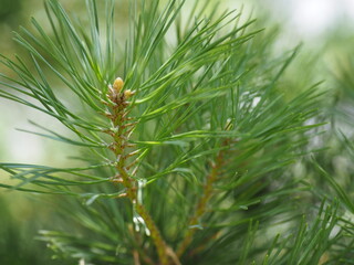 Green pine branch. Forest trees and plants.