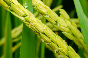 macro of ears of rice with green leaves