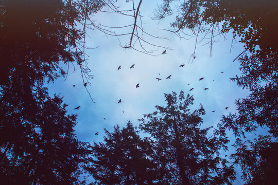 A murder of crows