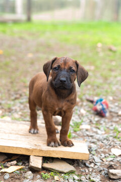 7 week old puppy in the yard