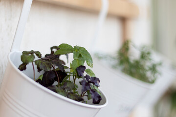 Young green and purple sprouts of basil in a pot hanging on balcony wall. Natural light. Soft selective focus.