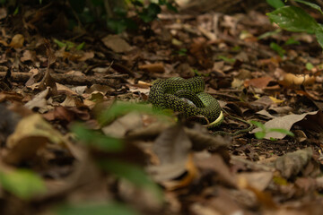 Obraz premium Serpiente enroscada en el bosque comiendo