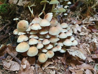Fototapeta premium Pilze im Wald bei Baumstrunk auf feuchtem Boden