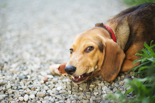 Close-up of cute puppy dog chewing her bear shaped stuffed toy