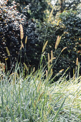 Perennial cereal weeds. Natural green background with panicles in the sun