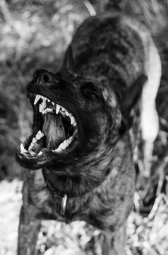 Barking Dog