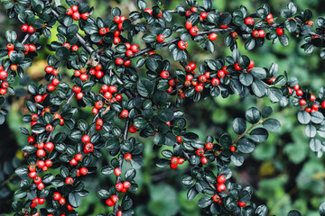 Cotoneaster horizontalis branch with red berries natural background