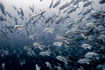 Jack Crevalle, Jacks, trevally schooling in open blue water many hundreds of fish