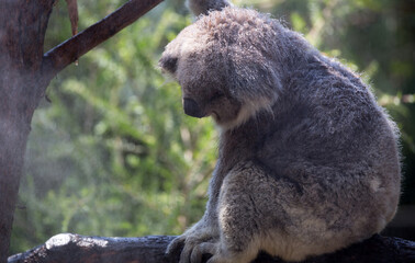 A Rescued Australian Koala (Phascularctos cinereus). being kept cool.