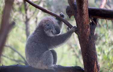 A Rescued Australian Koala (Phascularctos cinereus). being kept cool.