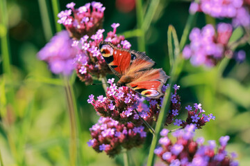 Orange peacock butterfly on purple flower on a sunny day