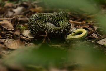 Serpiente en el bosque enroscada comiendo