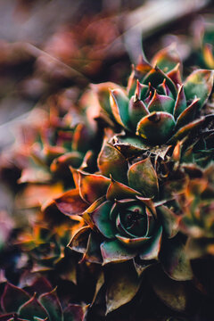 Group of Crassulaceae Succulents