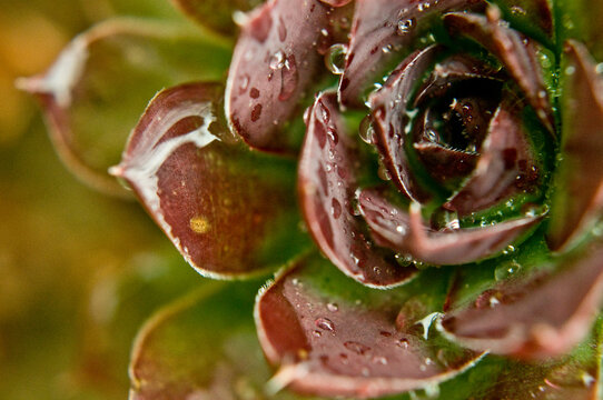 Crassulaceae chicks and hens with rain