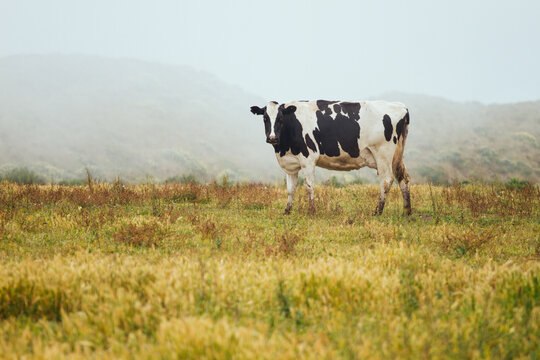 Free-range happy milk cow grazing on an open pasture in California