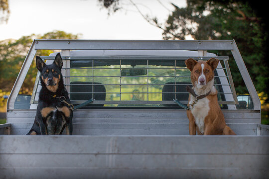 Working Cattle Dogs On Their Way To Work