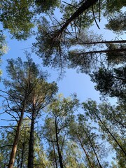 trees and sky