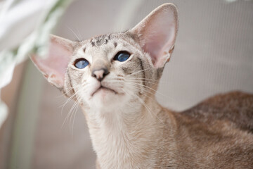 Friedrich The Siamese Cat