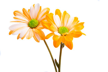 orange chrysanthemum isolated