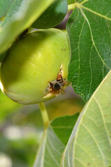 Fig fruits on the fig.Ripe fig in the middle.