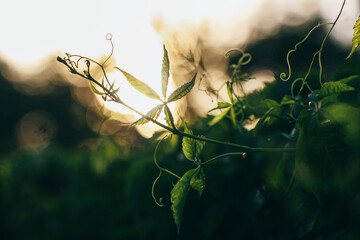 vine lit by the setting sunlight