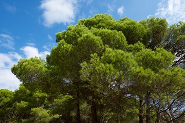Pine forest in Spain