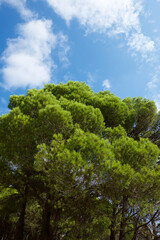 Obraz premium Pine forest in Spain