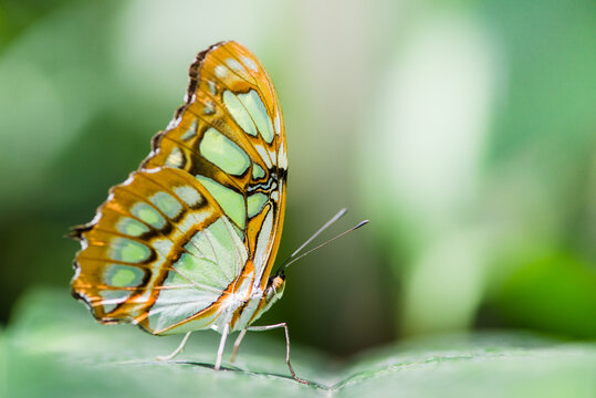 malachite butterfly (lat. siproeta stelenes)