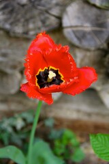 red poppy flower in spring