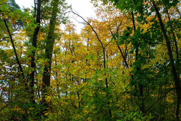Autumn forest nature. Vivid colorful forest. Fall color in Michigan