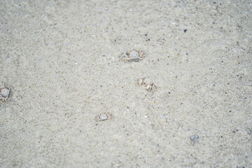 ghost crab on the sand at the Samet island seashore.