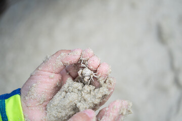 ghost crab in the kid hands on the sand at the Samet island seashore.