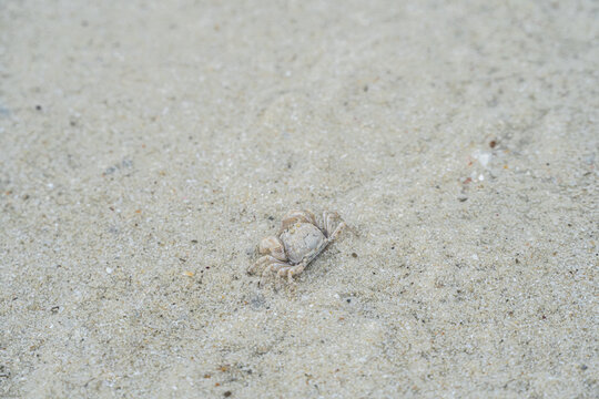 ghost crab on the sand at the Samet island seashore.