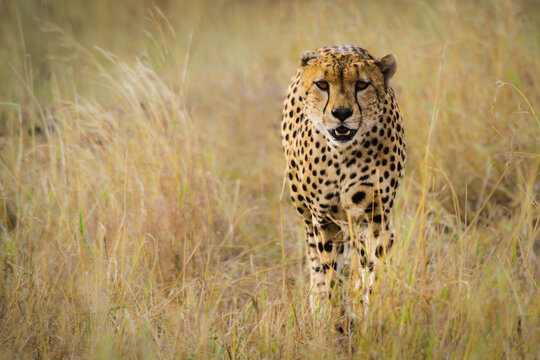 Cheetah