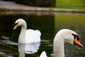 two swans on the lake
