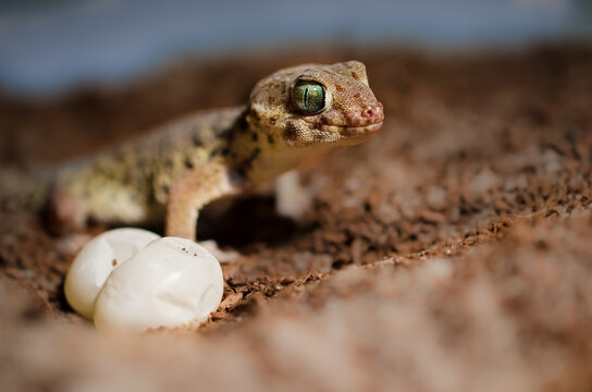Chinese wonder gecko