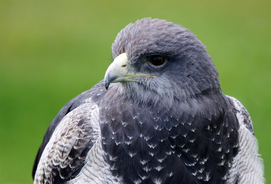 Black-chested buzzard-eagle