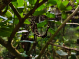 Fototapeta premium A dry little leaf is trapped in an invisible spider web and floats in the air.