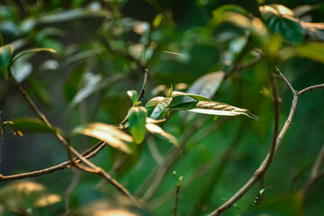 Tabernaemontana divaricata commonly called pinwheel flower, crape jasmine, East India rosebay is an evergreen shrub native to India.