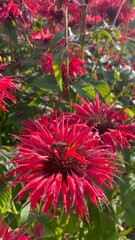 red and yellow flowers
