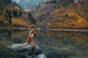 dog at a mountain lake in autumn. Traveling with a pet. red Nova Scotia Duck Tolling Retriever on nature background