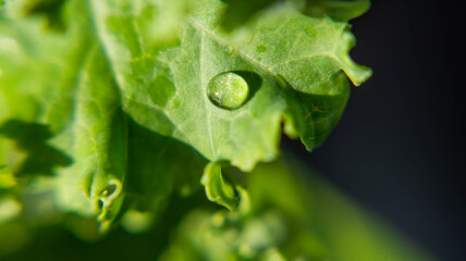 Water drops on the leaf park outdoor green backgound