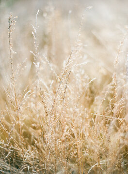 Backlit dried up field grass with glitter effect