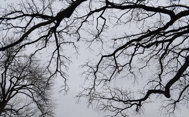 branches of a tree