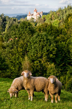 Sheeps around Bran Castle