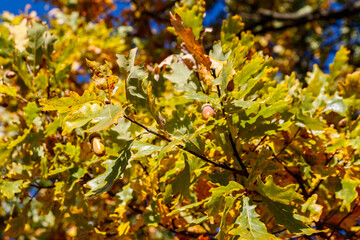 Colorful autumn oak leaves on the branch of oak tree in the forest