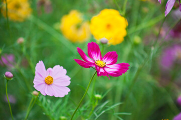 満開になったコスモスの畑
