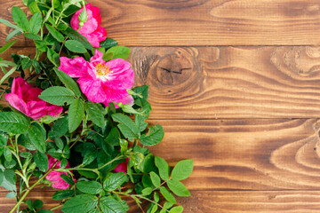 Pink flowers of dog rose on wooden background. Top view, copy space