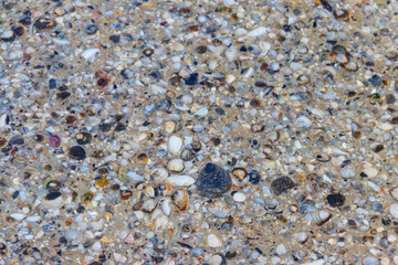 Background of the sea shells