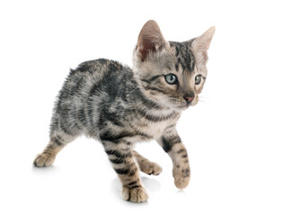 Obraz premium bengal kitten in studio